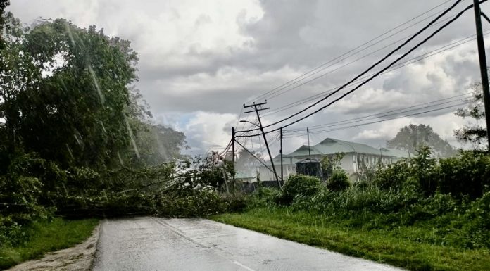 Pokok Tumbang Halang Laluan Bingkor–Taman Bandukan Akibat Angin Kencang
