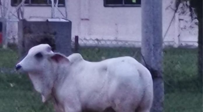 Warga Masjid Nur Hidayah Bingkor Hargai Sumbangan Lembu Korban Pemimpin