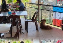 Anjing Berkeliaran Ganggu Ketenteraman Pekan Keningau