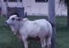 Warga Masjid Nur Hidayah Bingkor Hargai Sumbangan Lembu Korban Pemimpin