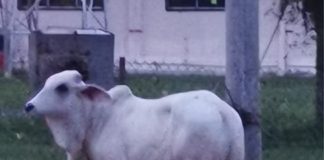 Warga Masjid Nur Hidayah Bingkor Hargai Sumbangan Lembu Korban Pemimpin